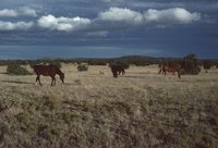 New Mexico and Texas - October 1983
