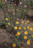 New Mexico and Texas - October 1983