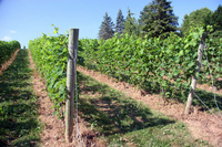 Grand Pre Winery